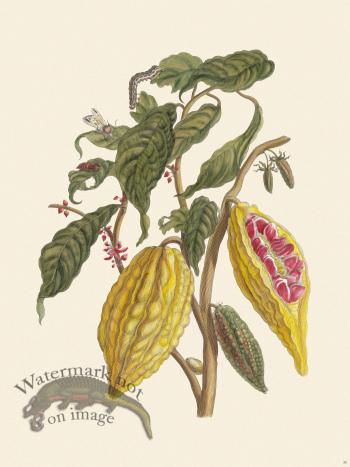 Merian Metamorphosis 26